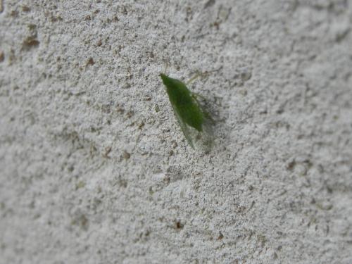 Dictyophara sp.