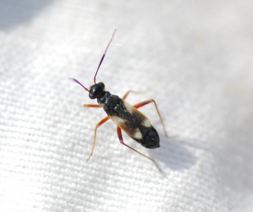 Globiceps sp.