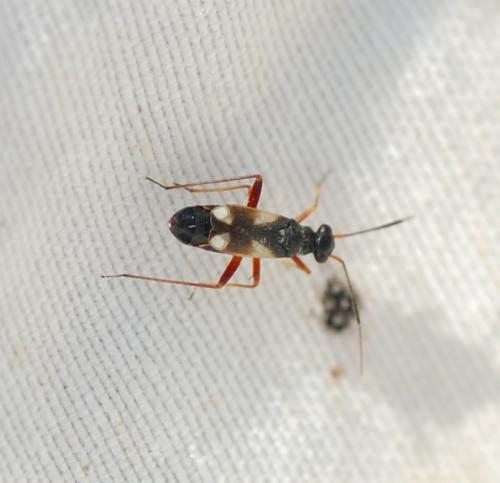 Globiceps sp.