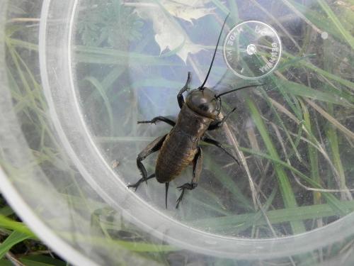 Gryllus campestris