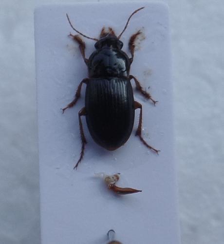 Harpalus autumnalis
