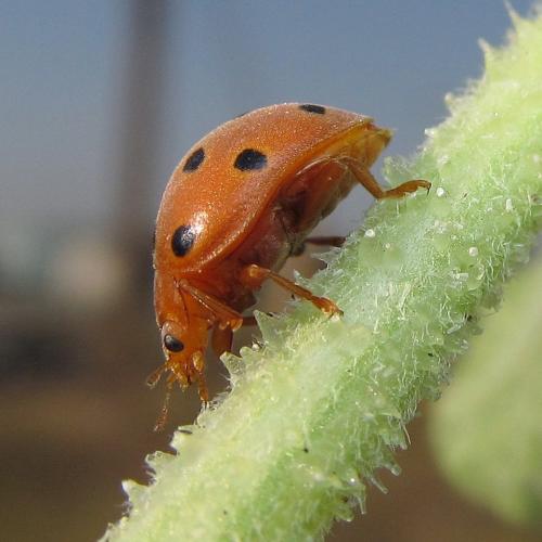 Henosepilachna argus