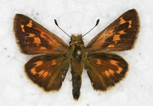 Réf. 150 598 : Hesperia comma