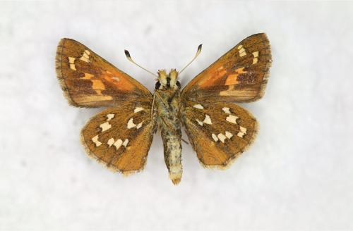 Réf. 150 599 : Hesperia comma