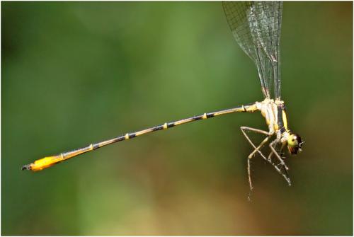 Heteragrion tiradentense