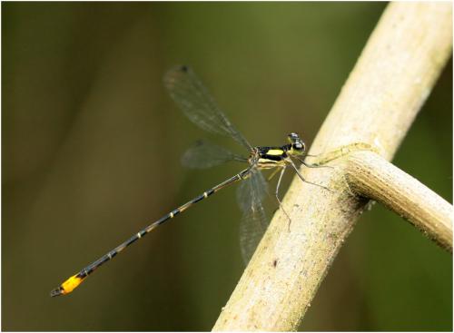 Heteragrion tiradentense