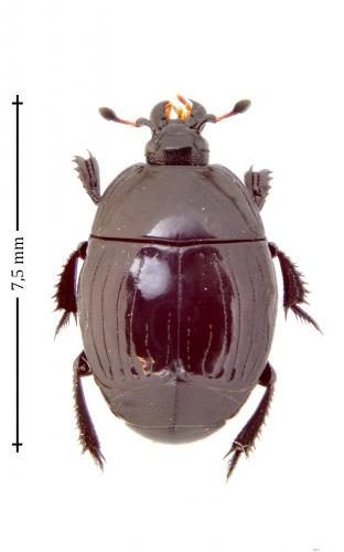 Margarinotus brunneus