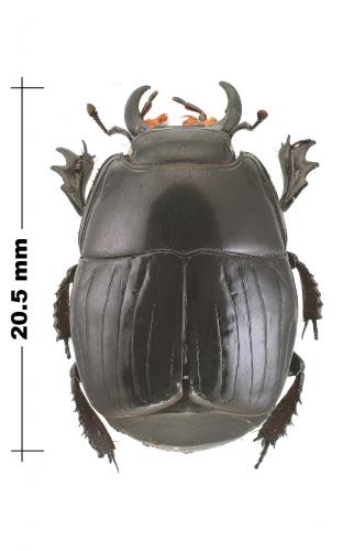 Réf. 150 304 : Pactolinus gigas