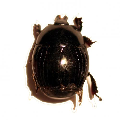 Réf. 150 409 : Hister unicolor