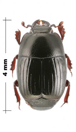 Pachycraerus cyanescens