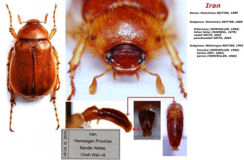 Réf. 150 449 : Holochelus pseudonadaii