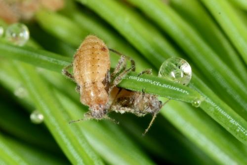 Cinara pilicornis