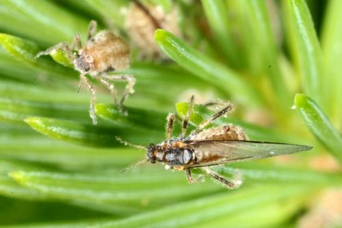 Cinara pilicornis