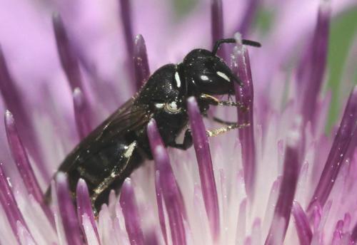 Hylaeus lineolatus