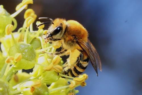 Colletes hederae