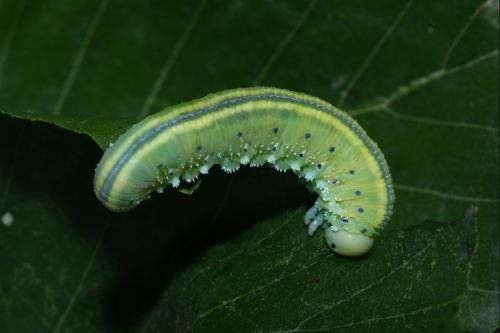 Cimbex connatus