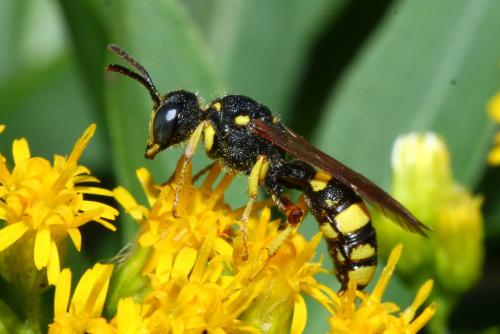 Réf. 150 649 : Cerceris rybyensis