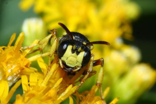 Réf. 150 650 : Cerceris rybyensis