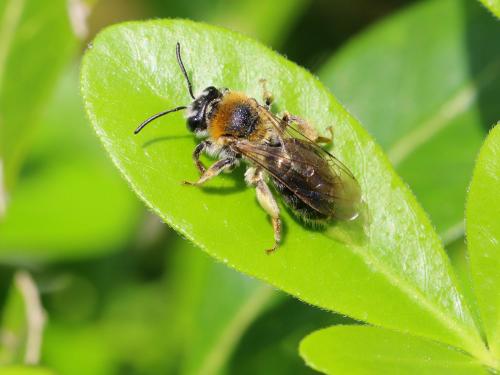 Andrena haemorrhoa