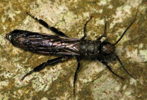 Réf. 150 528 : Tremex magus