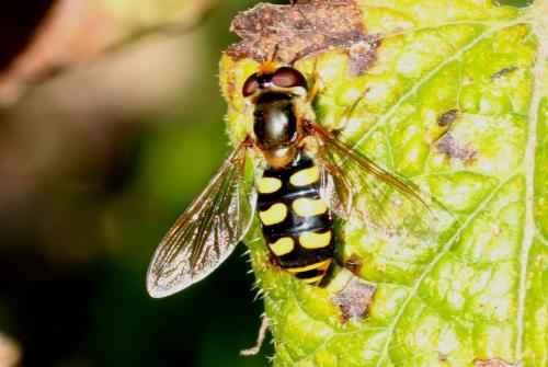 Réf. 150 353 : Eupeodes luniger