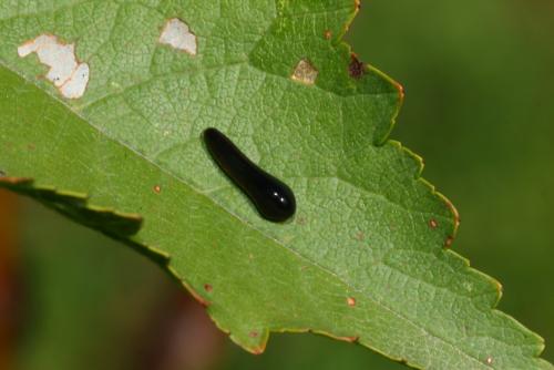 Réf. 150 069 : Caliroa cerasi