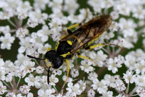 Réf. 150 705 : Tenthredo nigripleuris