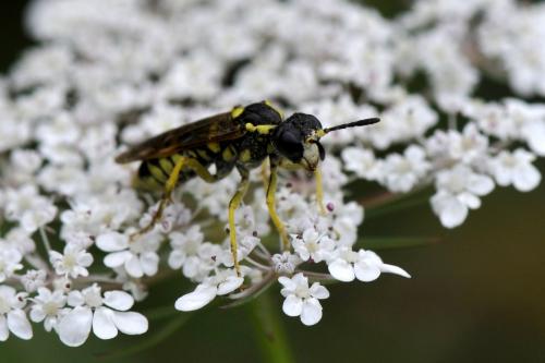 Réf. 150 706 : Tenthredo nigripleuris