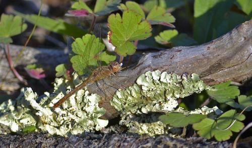 Réf. 150 037 : Sympetrum meridionale