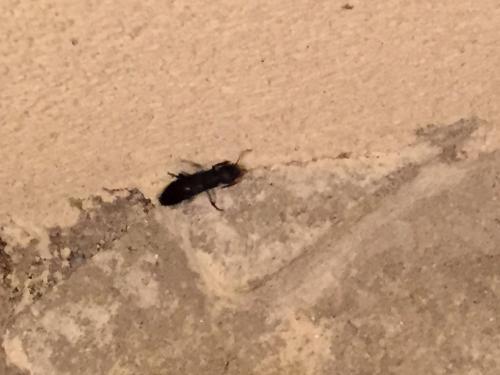 Réf. 150 297 : Ocypus sp.