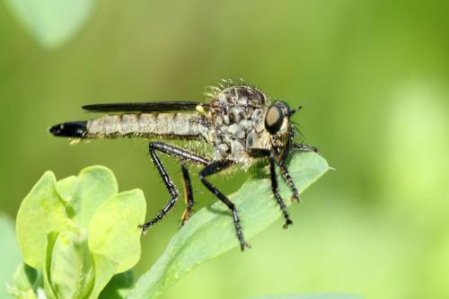 Didysmachus picipes