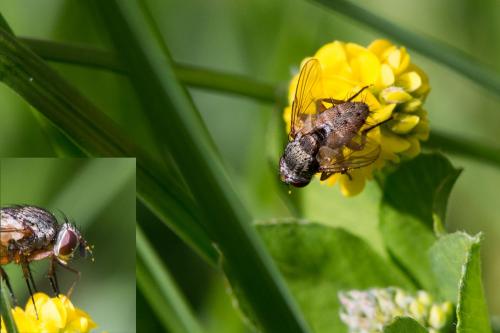 Réf. 150 326 : Siphona geniculata