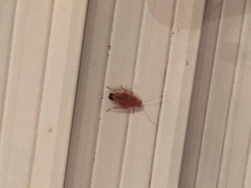 Ectobius sp.