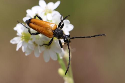 Stictoleptura fulva