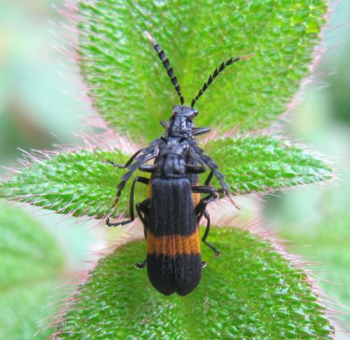 Réf. 150 752 : Discodon sp.