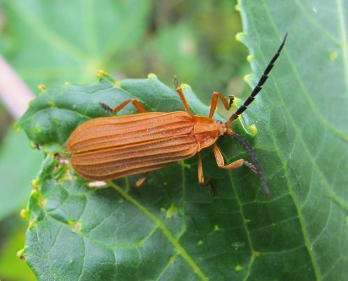 Réf. 150 749 : Calopteron sp.