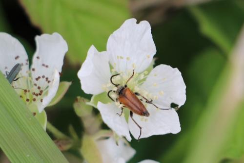 Pseudovadonia livida