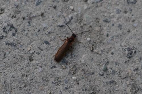 Denticollis linearis
