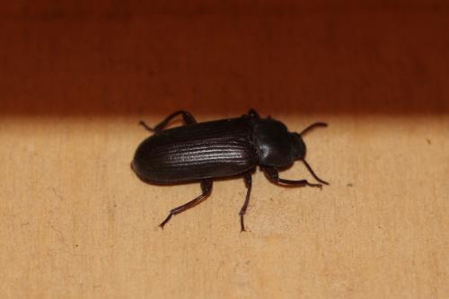 Tenebrio molitor