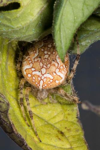 Araneus diadematus