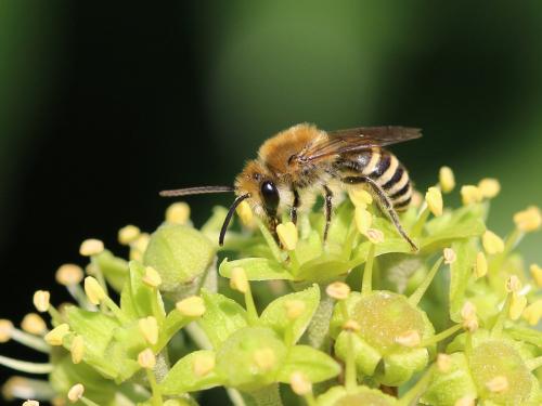 Colletes hederae