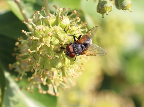 Réf. 150 662 : Phasia aurigera