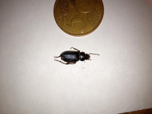 Réf. 150 137 : Ophonus ardosiacus