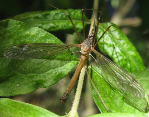 Tipula livida livida
