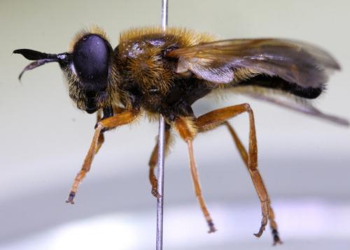 Callicera rufa