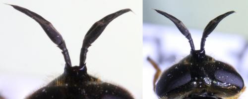 Callicera rufa