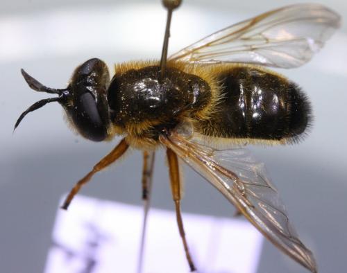 Callicera rufa