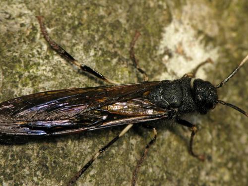 Réf. 150 527 : Tremex magus
