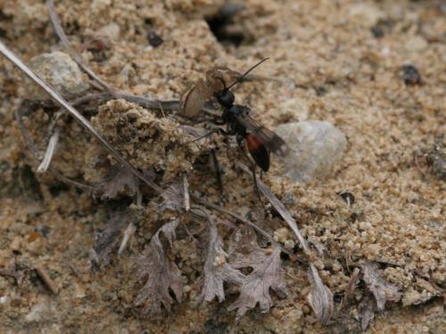 Priocnemis sp.