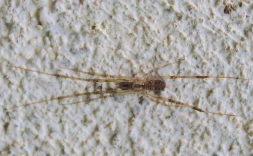 Episinus maculipes
